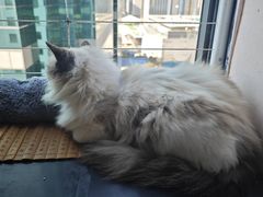 -楼上猫咖(罗湖店)