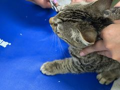 -瑞鹏宠物医院·夜间急症·心超·猫科(祖庙分店)