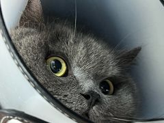 -博特宠物医院24h犬猫全科.骨科·异宠