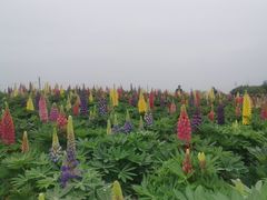 -径山花海