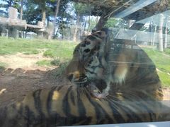 -西霞口神雕山野生动物世界