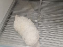 -萌宠之家·腊肠犬·马尔泰·小体犬舍