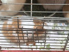 -双季花艺园艺市场(浦东店)