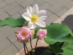 -莲花池公园