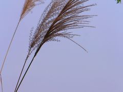 -大渡口区义渡公园