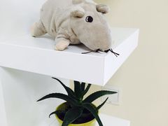 -芭比堂动物医院·犬猫全科·异宠专科(雁塔分院)