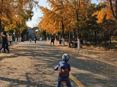 -八大关景区