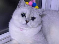 -糯米喵星人总部直营旗舰店·猫舍·幼猫出售