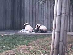 -成都大熊猫繁育研究基地