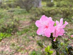 -中国科学院华南植物园