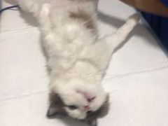 -灵美宠物诊所