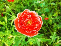-花开海上生态园