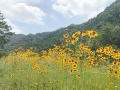 -四川省成都市彭州市白鹿镇