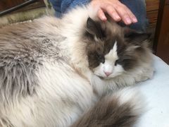 -喵屿·大理花园猫咖