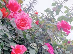 -北极寺公园
