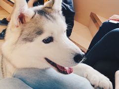 -Husky Go! 哈士奇体验馆·宠物咖啡厅狗咖