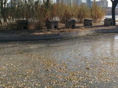 -莲花池公园