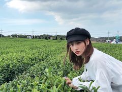 -雪绿茶博物馆
