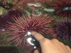 -西雅图水族馆