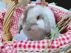 -RU DUCK柯尔鸭公社·撸鸭俱乐部·羊驼·小香猪