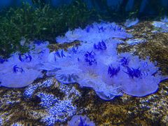-瑞普利水族馆