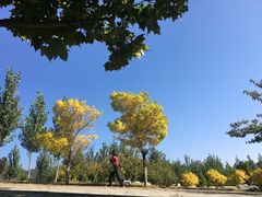 -静之湖湖畔餐厅