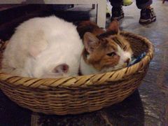 iphone_upload_pic-Anne猫窝咖啡屋
