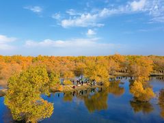 -金塔沙漠胡杨林景区
