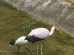 -吉隆坡雀鸟公园