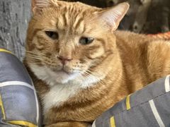 -猫猫幼稚园·撸猫·桌游·电玩