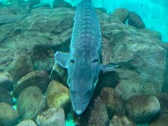 -太平洋海底世界