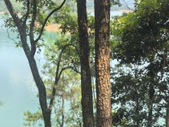 -广州市流溪河国家森林公园