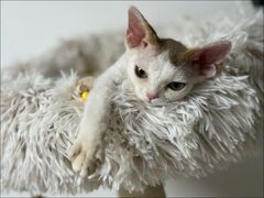 -山宅一喵德文卷毛猫舍