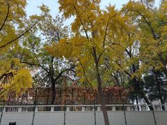 -三里屯东五街银杏大道