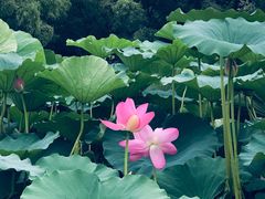 -长春市南湖公园