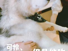 -Husky Go! 哈士奇体验馆·宠物咖啡厅狗咖