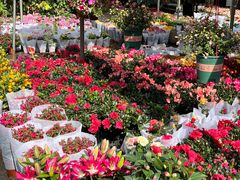 -桂林市花鸟市场