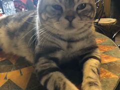 -猫猫幼稚园·撸猫·桌游·电玩