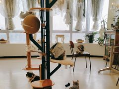 -共舞时光猫咖·狗咖(新街口店)