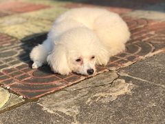 -麦香坊(伏波山店)