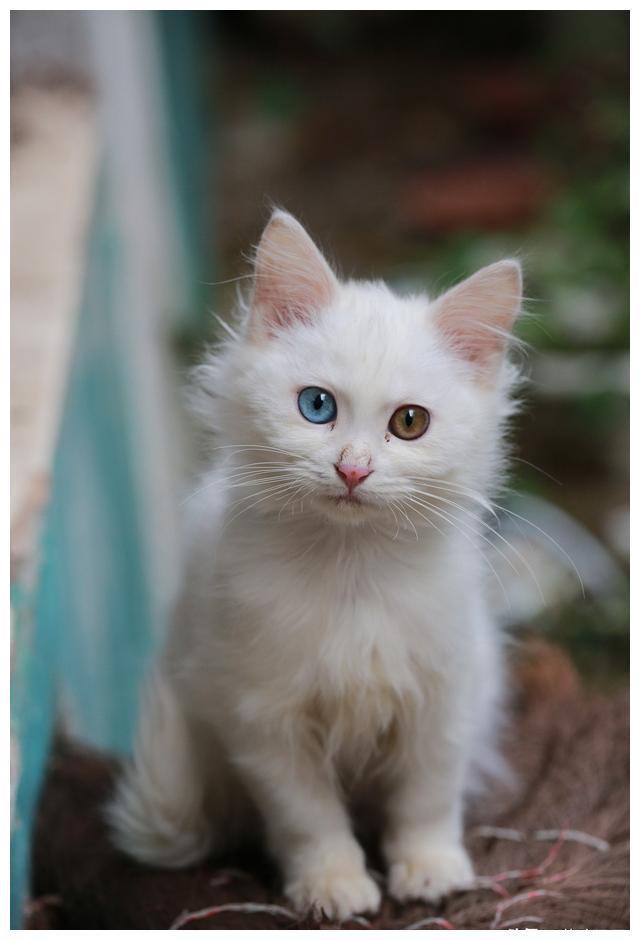 颜值最高的猫图片