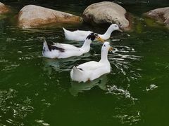 -莲湖公园