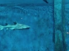 -大连圣亚海洋世界