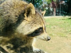 -青藏高原野生动物园