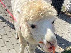 -J Create城市露营咖啡·简餐·宠物(上海动物园店)