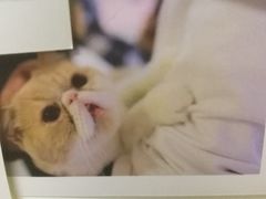 -三花喵·撸猫购宠·宠物生活馆(虹桥南丰城店)