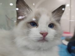 -糯米喵星人·撸猫猫舍咖啡馆(西市场嘉华店)