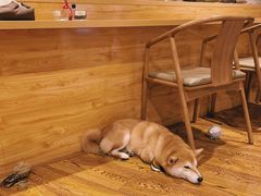 -柴务处·柴犬主题狗咖