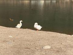 -白河湾生态旅游一条川