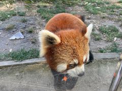 -苏州太湖西山岛开心农场